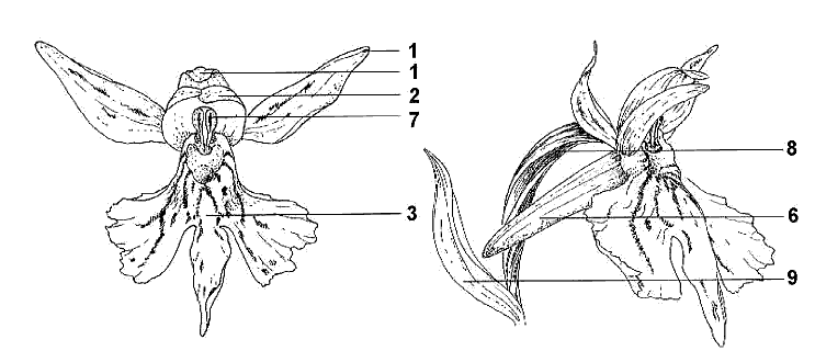 Vorder- und Seitenansicht Dactylorhiza fuchsii