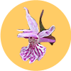 Emblem Dactylorhiza