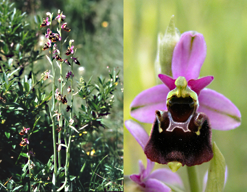 Hummelragwurz (Ophrys holoserica (Burm.f.) Greuter), Fotos Vincent Boillat, Christophe Boillat