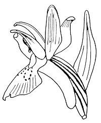 Zeichnung Einzelblüte Dactylorhiza sambucina