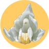Emblem Orchideen
