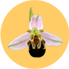 Emblem Ophrys
