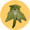 Emblem Platanthera
