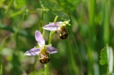 071_0527_2549_Ophrys_apifera_Gewoehnliche_Bienen_Ragwurz.jpg